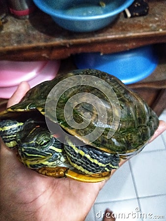 beautiful turtle from the forest Stock Photo