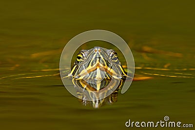 Beautiful turtle in the river. Red-eared slider, Trachemys scriptta. Tortoise in nature river habitat. Tortoise detail face portra Stock Photo