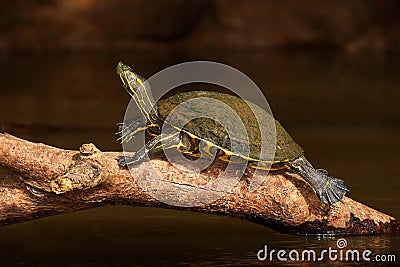 Beautiful turtle in the river. Red-eared slider, Trachemys scriptta. Tortoise in the nature river habitat. Tortoise sitting on the Stock Photo