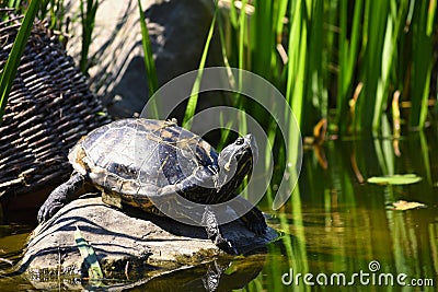 A beautiful turtle on a stone wild in nature by the pond. Trachemys scripta elegans Stock Photo