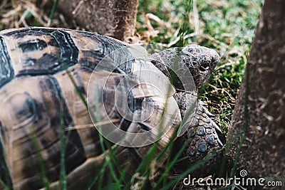Beautiful turtle with strong textured shell in grass. Sad tortoise looking through a fence to the future or maybe for quarantine Stock Photo
