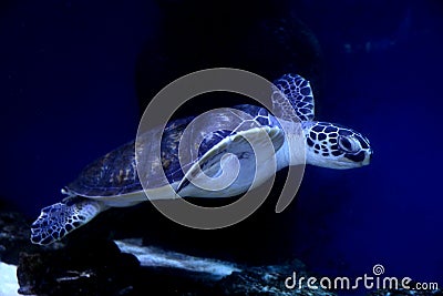 Beautiful turtle swimming in aquarium water Stock Photo