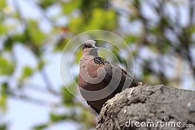 Beautiful turtledove Stock Photo