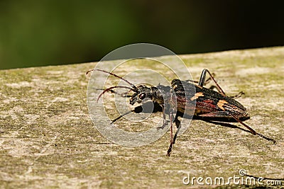 A beautiful Two-banded Longhorn Beetle Rhagium bifasciatum perching on a log in woodland. Stock Photo