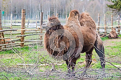 Beautiful two humps camel in a farm or zoo Stock Photo