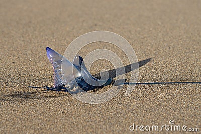 Beautiful type of jelly fish Stock Photo