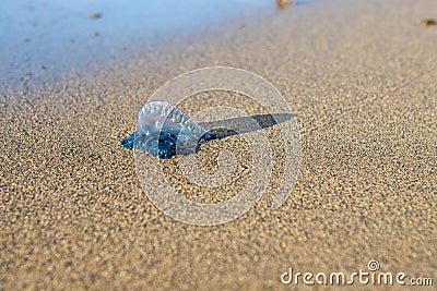 Beautiful type of jelly fish Stock Photo
