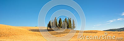 Beautiful typical tuscan panorama with cypress trees in a field in summer, Val d`Orcia, Tuscany Italy Stock Photo