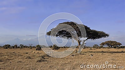 A beautiful umbrella acacia grows in the savannah Stock Photo