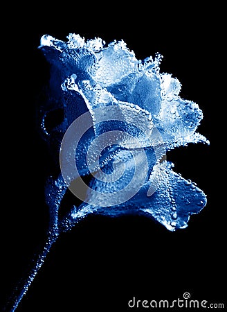Beautiful underwater blue freesia Stock Photo