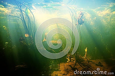 Beautiful Underwater view of a pond Stock Photo