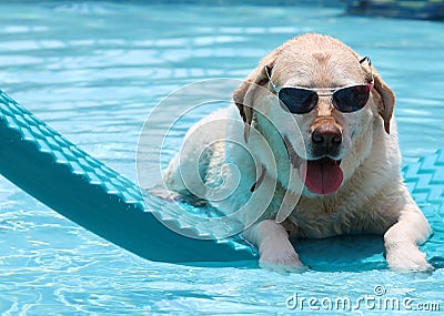 Beautiful unique golden retriever labrador dog relaxing at the pool in a floating bed, dog with glasses super funny. Stock Photo