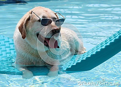 Beautiful unique golden retriever labrador dog relaxing at the pool in a floating bed, dog with glasses super funny. Stock Photo