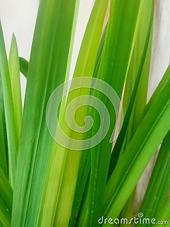 beautiful and unique green leaves for the background Stock Photo
