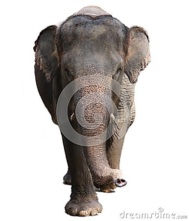 Beautiful unique Isolated elephant at an elephants conservation reservation in Bali Indonesia Stock Photo
