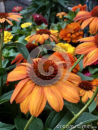 Detailed And Beautiful Macro Close Shot! Orange and Yellow Field O Flowers With Blurred Background Stock Photo