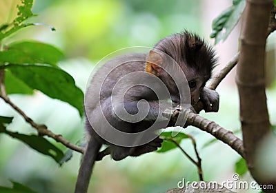 Beautiful unique portrait of baby monkey at monkeys forest in Bali Indonesia, pretty wild animal. Stock Photo