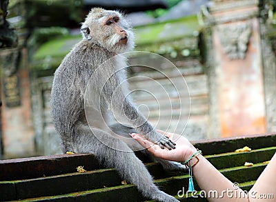 Beautiful unique portrait of monkey holding person hand at monkeys forest in Bali Indonesia, pretty wild animal. Stock Photo
