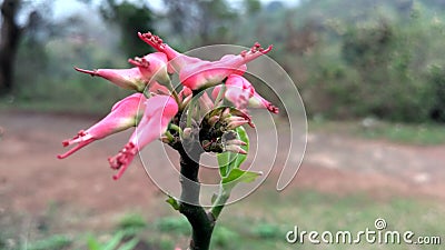 A beautiful unseen red flower. Stock Photo