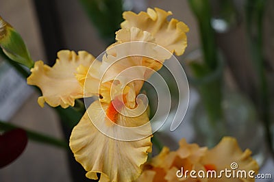 Beautiful and unusual blooming summer iris Stock Photo