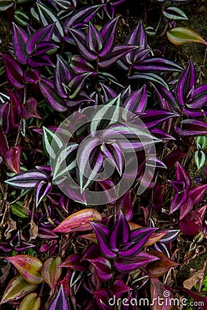 Beautiful unusual exotic plants with colorful leaves Stock Photo