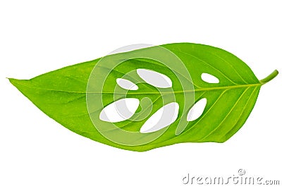 Beautiful unusual green monstera (var. expilata) leaf is isolate Stock Photo