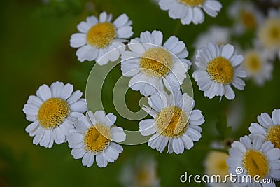 Beautiful Up Close Flowering Feverfew Flowers Blossoms Stock Photo