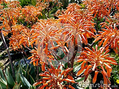 Beautiful up close of orange flower patch Stock Photo