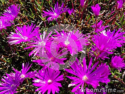 Beautiful up close purple flower patch 4k Stock Photo