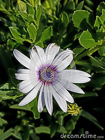 Beautiful up close purple and white flower 4k Stock Photo
