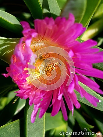 Beautiful up close purple yellow beach flower 4k Stock Photo