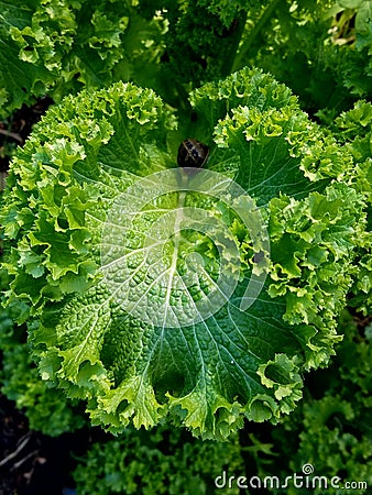 Beautiful up close of wild kale snail 4k Stock Photo