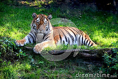A beautiful Ussurian tiger lies on the grass Stock Photo