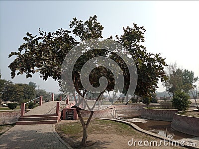 Beautiful v shaped tree in park entrance Stock Photo