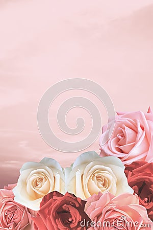 Beautiful Valentine roses on romantic lovely pink sky. Stock Photo