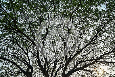 Beautiful vast natural abstract silhouette pattern of giant raintree branches with fresh abundance green leaves and clear blue sky Stock Photo