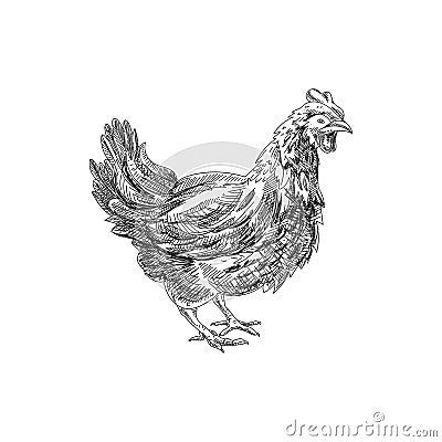 Beautiful vector hand drawn chicken Illustration. Vector Illustration