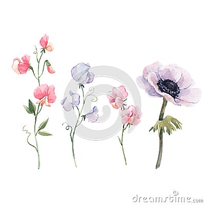 Beautiful vector watercolor floral set with anemone and sweet pea flowers. Stock illustration. Vector Illustration