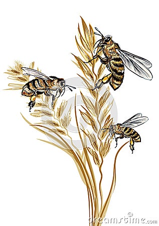 Beautiful vector illustration with detailed bee and wild wheat plant, macro object isolated on white, high detailed design Cartoon Illustration