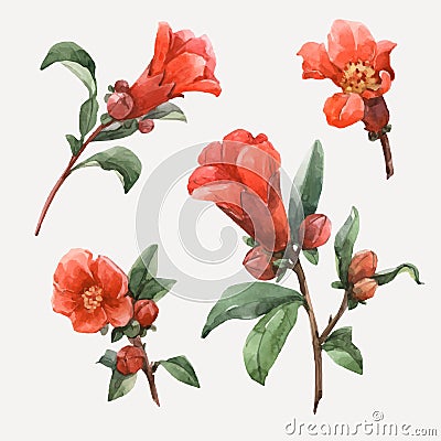 Watercolor pomegranate vector flowers Vector Illustration