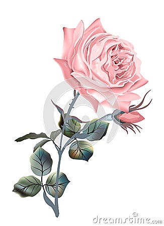 Beautiful vector pink English rose in vintage antique high detailed style Stock Photo