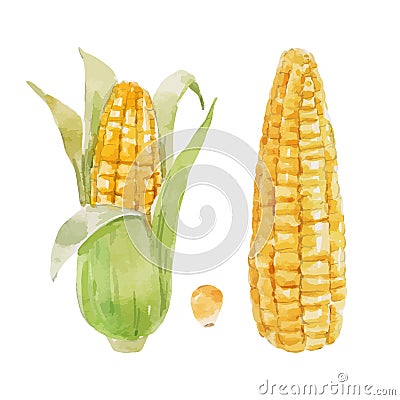 Beautiful vector stock clip art illustration with hand drawn watercolor tasty corn maize vegetable. Healthy vegan food. Vector Illustration