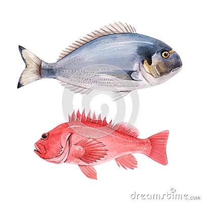 Beautiful vector stock illustration with watercolor hand drawn sea bass and dorado fish. Vector Illustration