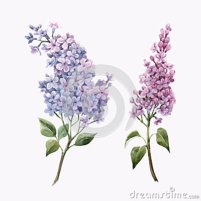 Beautiful vector watercolor floral set with pink lilac flowers. Stock illustration. Vector Illustration