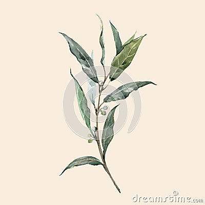 Watercolor vector laurel bay leaf Vector Illustration