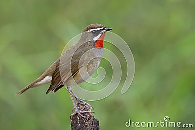 Beautiful velvet red neck bird perching wooden stick in nature o Stock Photo