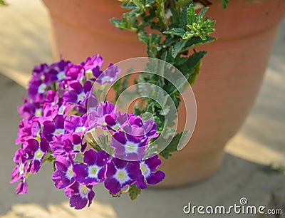 Beautiful Verbena Flower Stock Photo