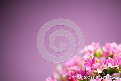 Beautiful Verbena hybrida flowers Stock Photo