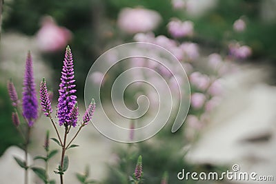 Beautiful veronica blooming in english cottage garden. Close up of purple veronica spicata flower. Floral wallpaper. Homestead Stock Photo