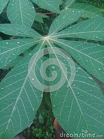 Beautiful vertical high angle shot of a Berberidaceae leaf Stock Photo